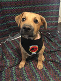 Jurassic Official Dig Crew Pet Bandanna