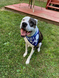 Boldly Go Pet Bandanna