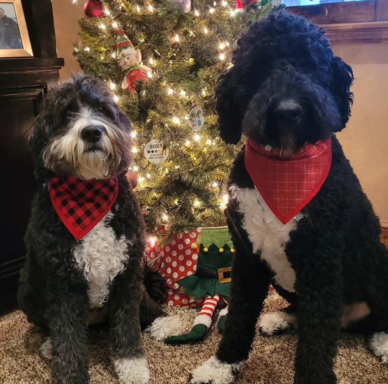 Christmas Wrapping Pet Bandanna