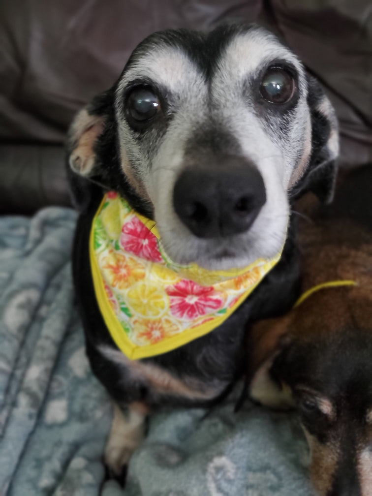 Bandanna & Biscuits Monthly Subscription