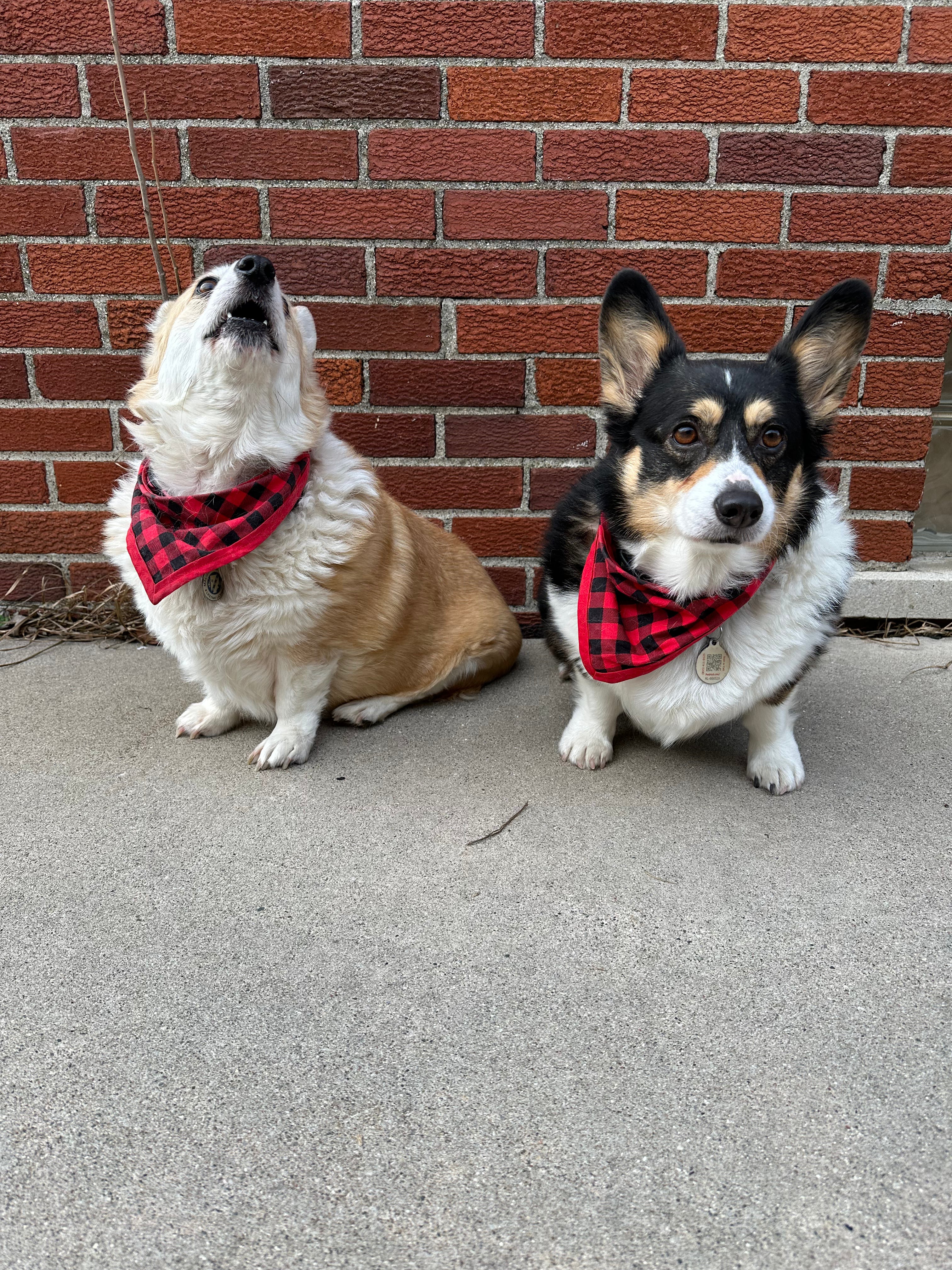 Buffalo Plaid Pet Bandanna