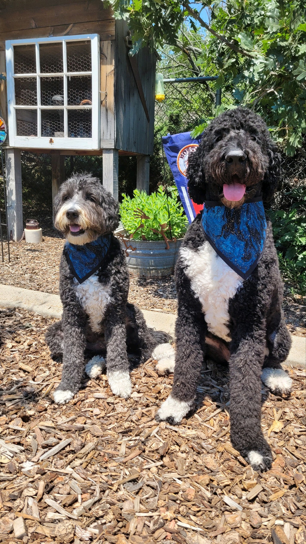 Bandanna & Biscuits Monthly Subscription