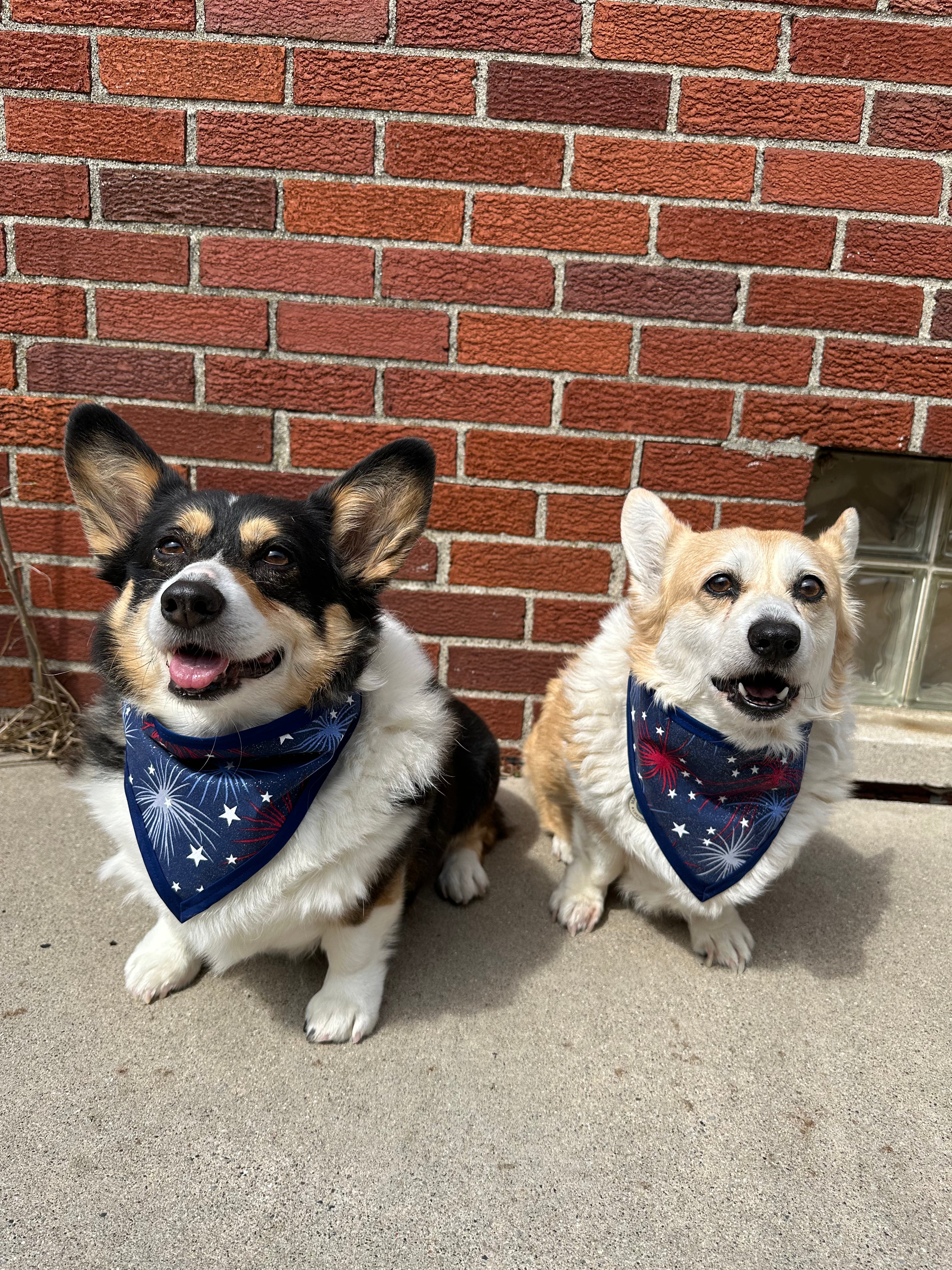 Fireworks Pet Bandannas