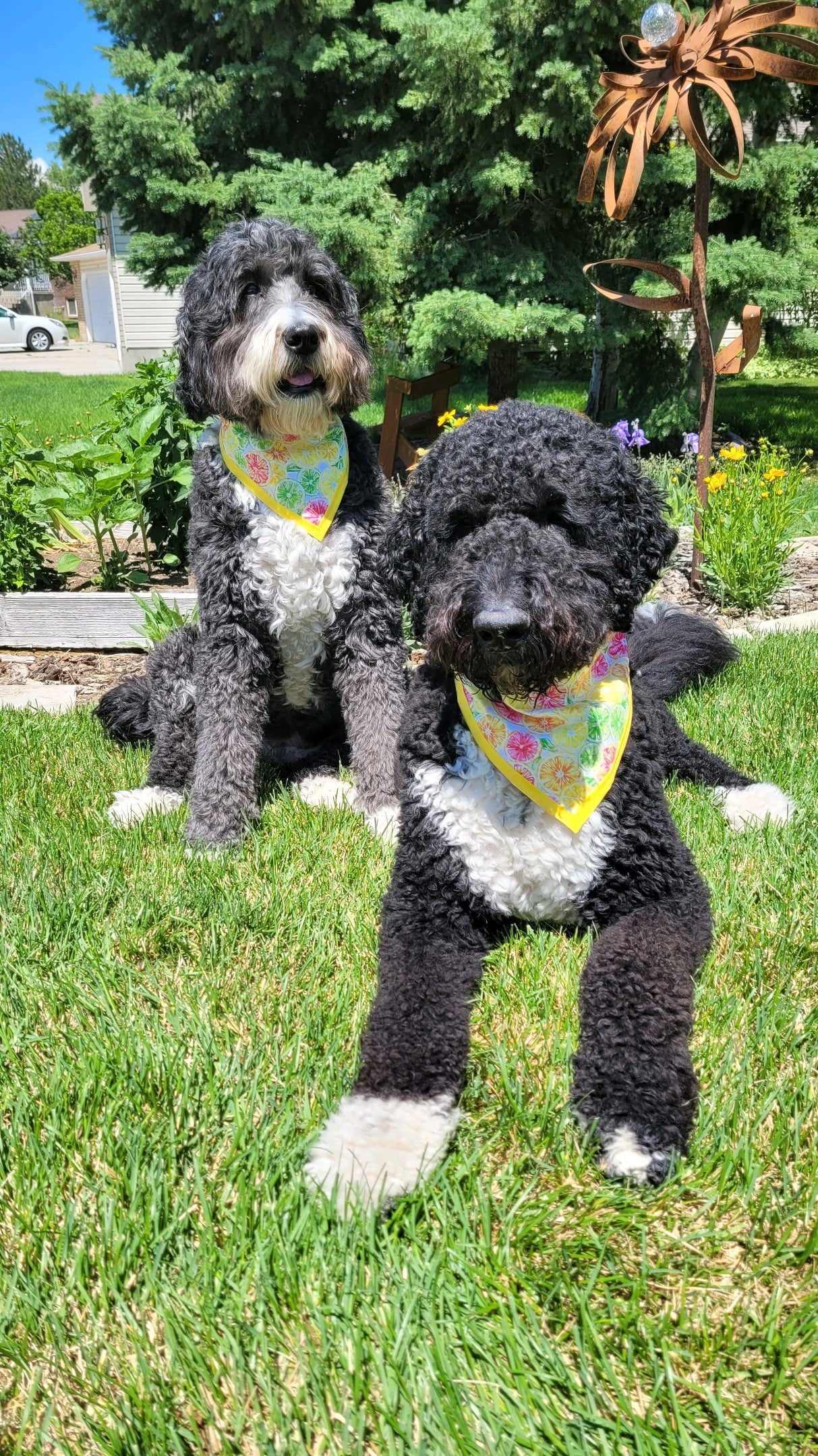Citrus Pet Bandanna