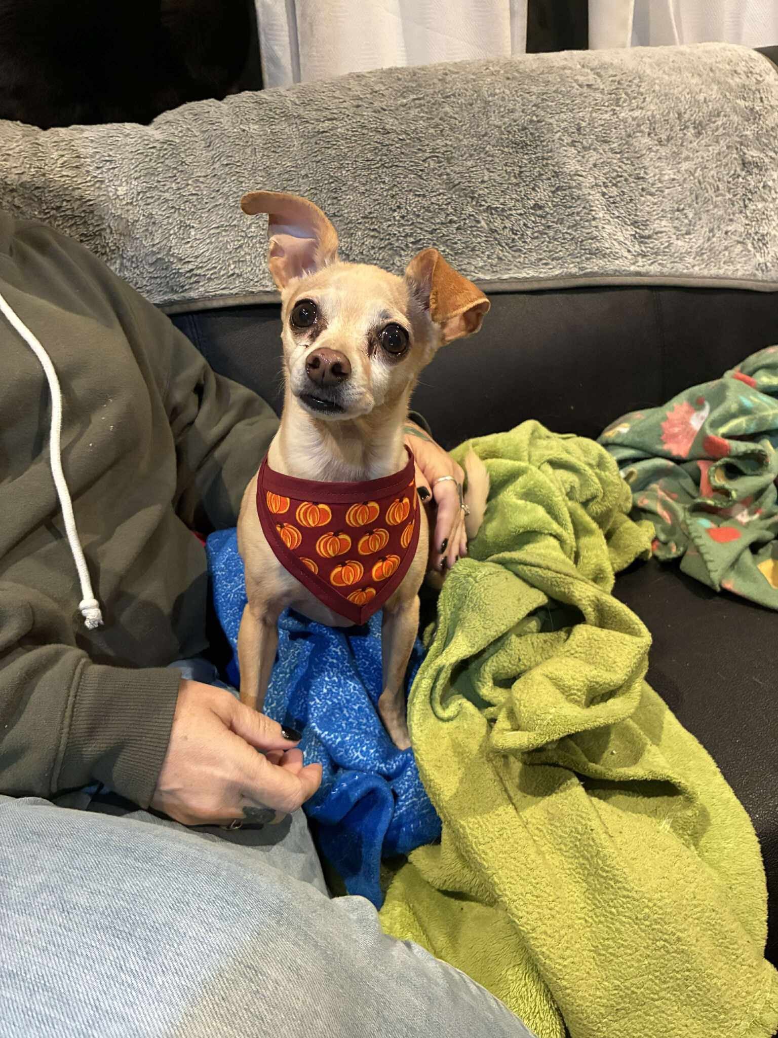 Pumpkins Pet Bandanna