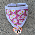 Pink Daisies Pet Bandanna