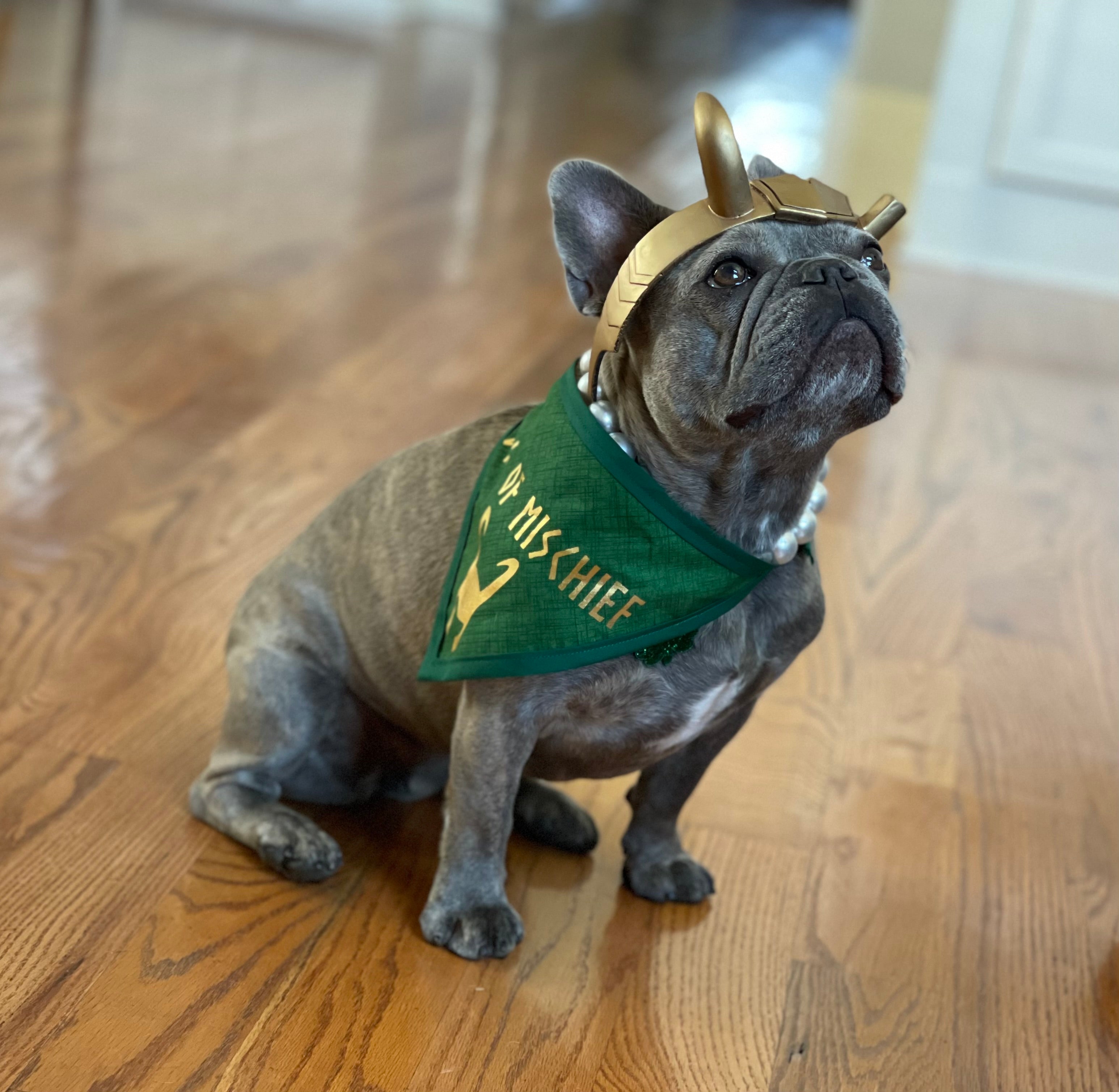 Dog of Mischief