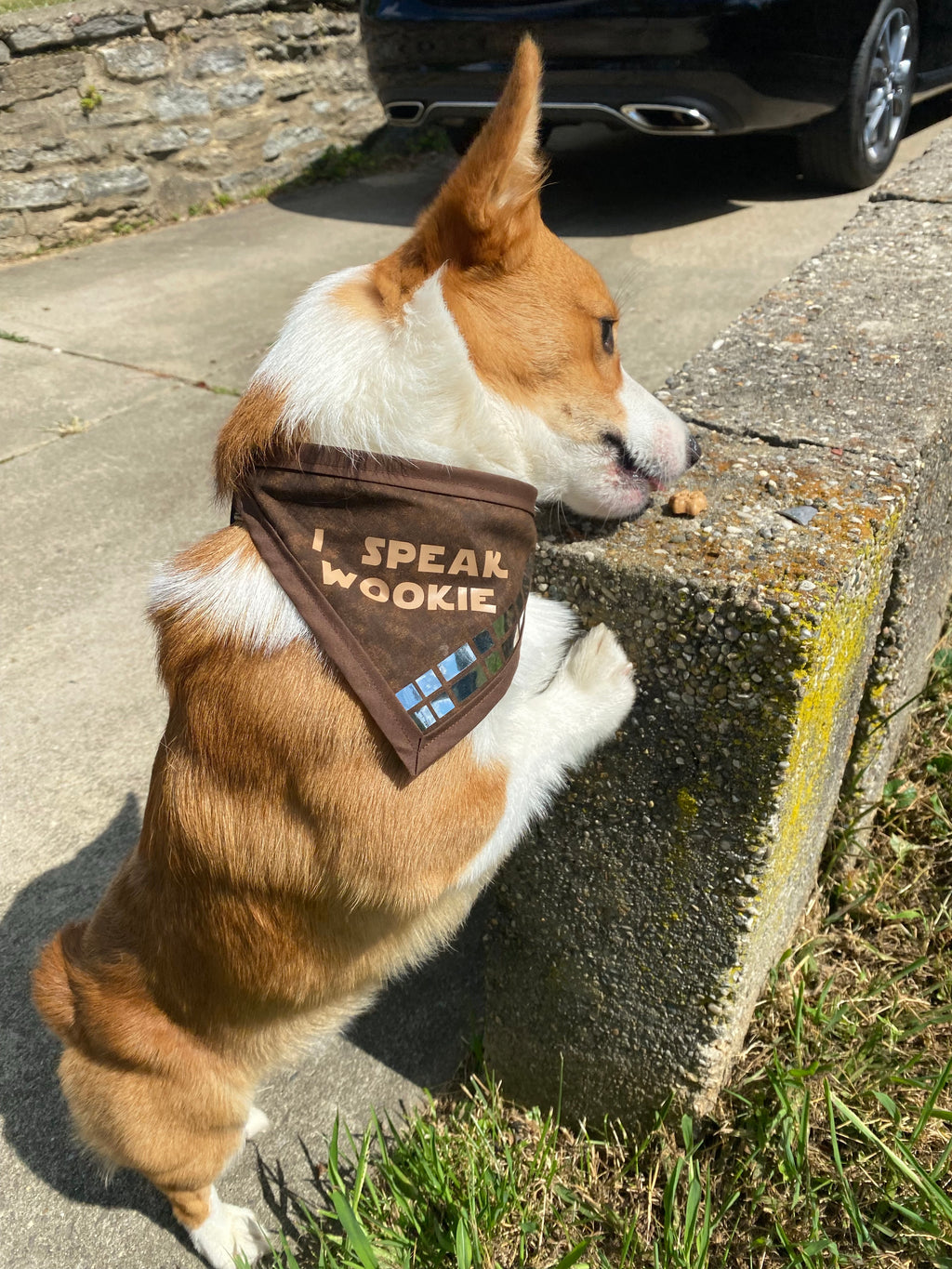 I Speak Wookie Pet (ban)Danna