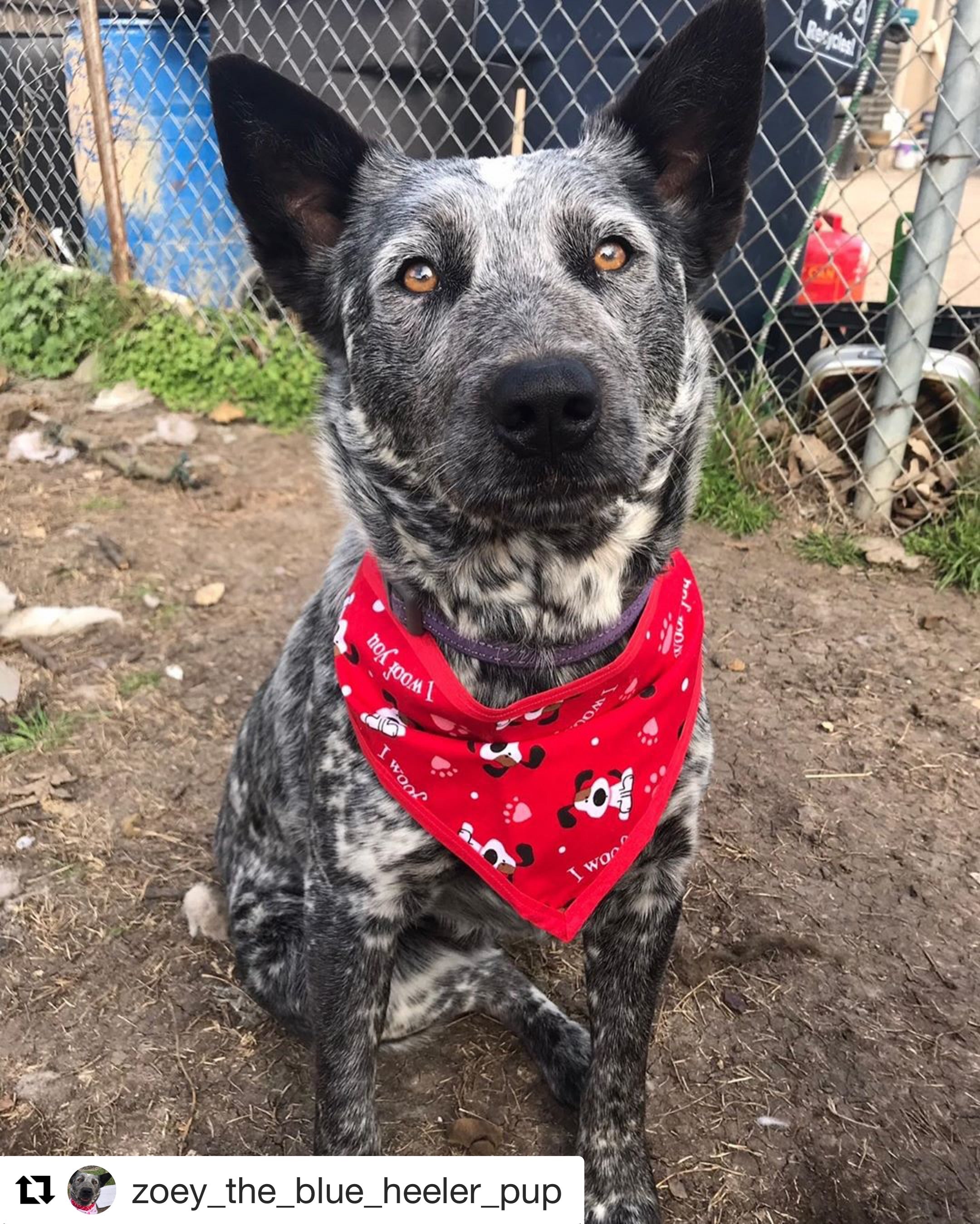 I Woof You Pet Bandanna