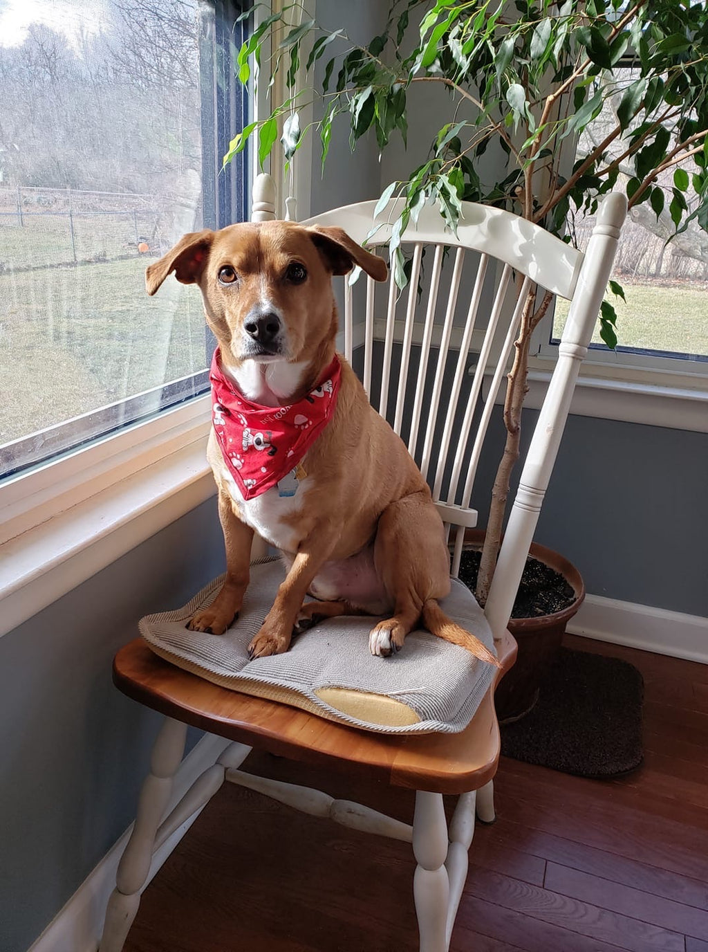 I Woof You Pet Bandanna