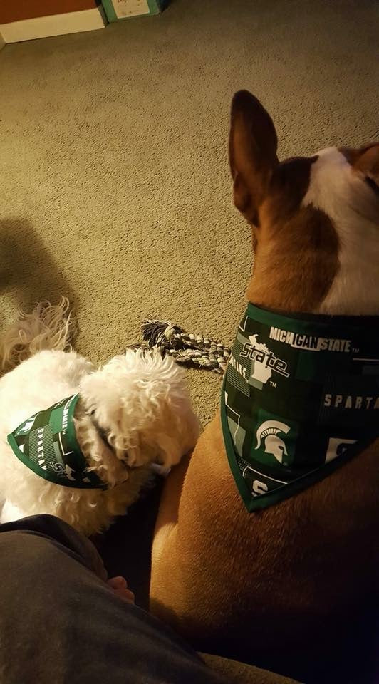 Michigan State University Pet Bandanna
