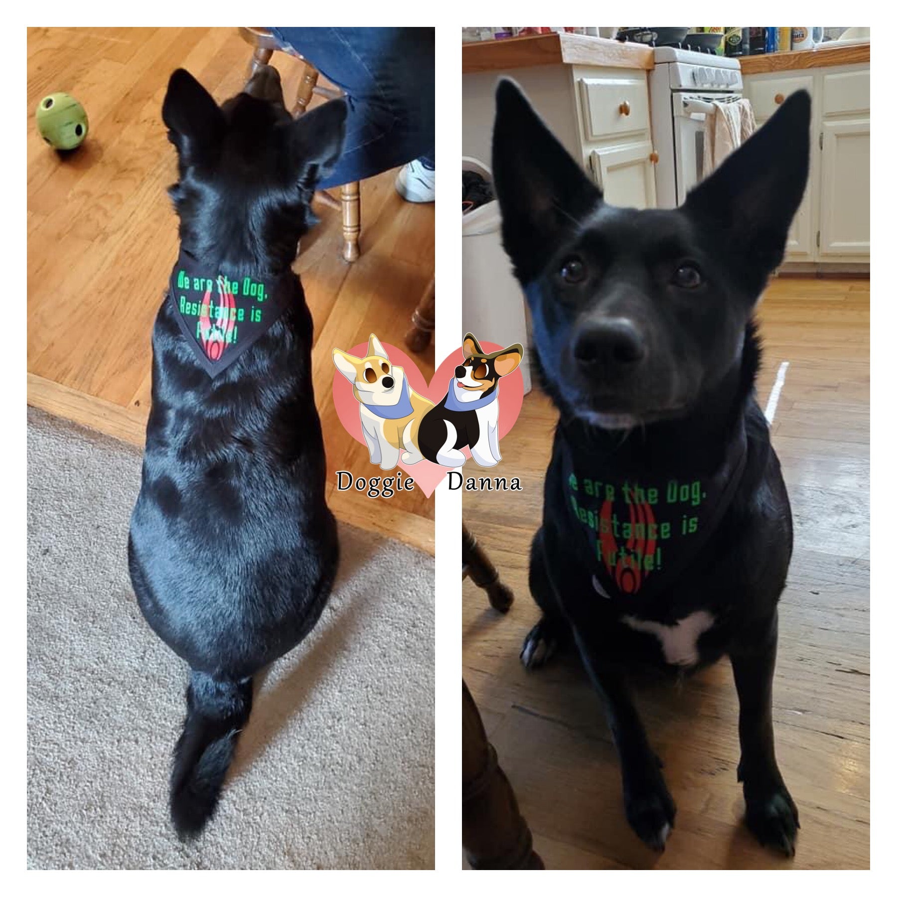 We Are The Dog