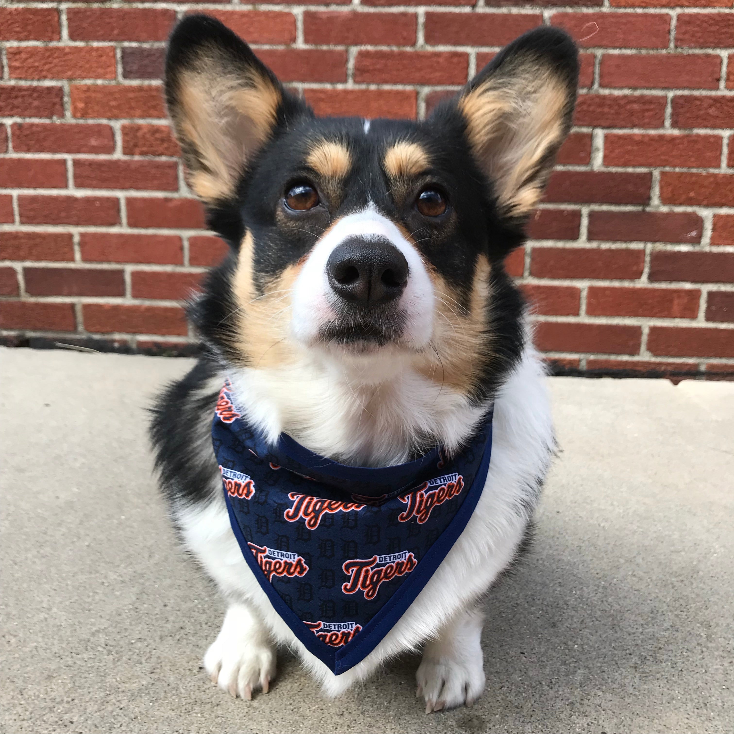 Detroit Tigers Pet Bandanna