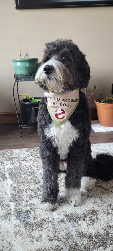 Ok, Who Brought The Dog