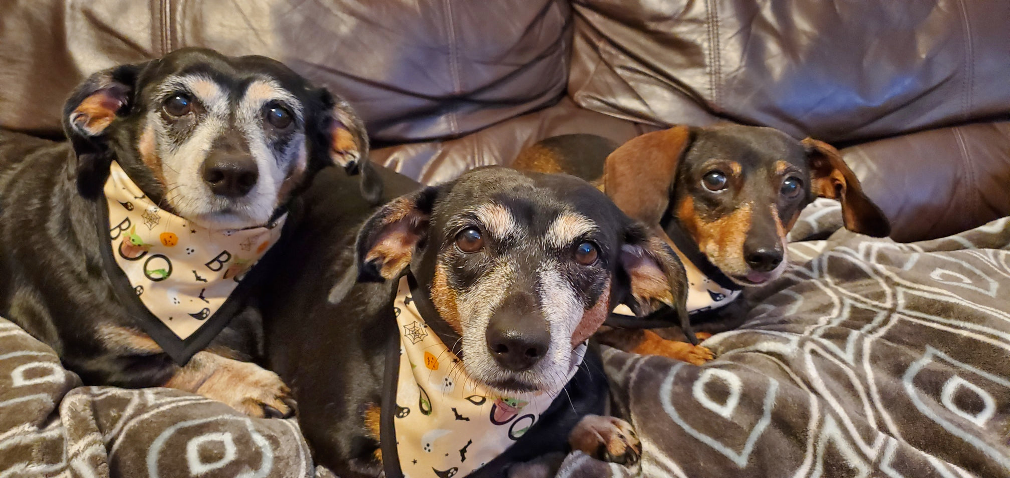 Grogu Boo Pet Bandannas
