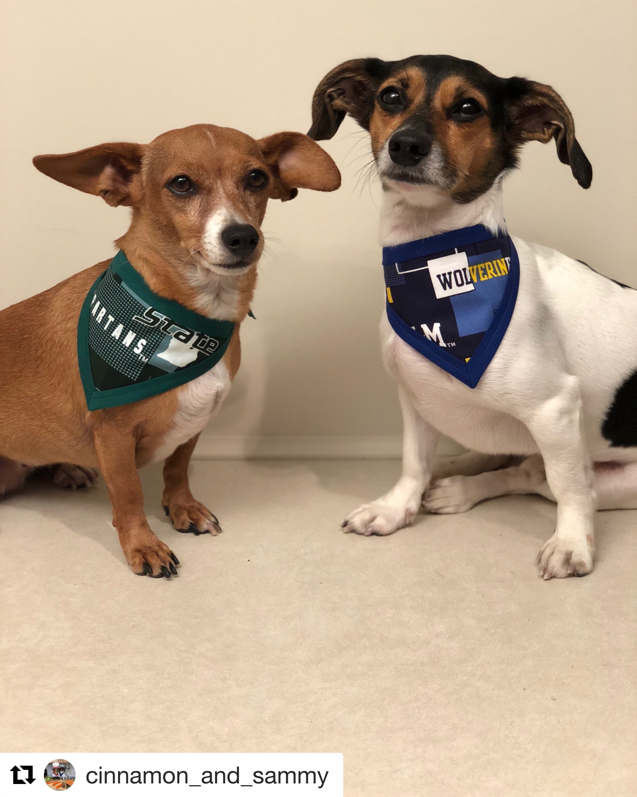 U of M Pet Bandanna