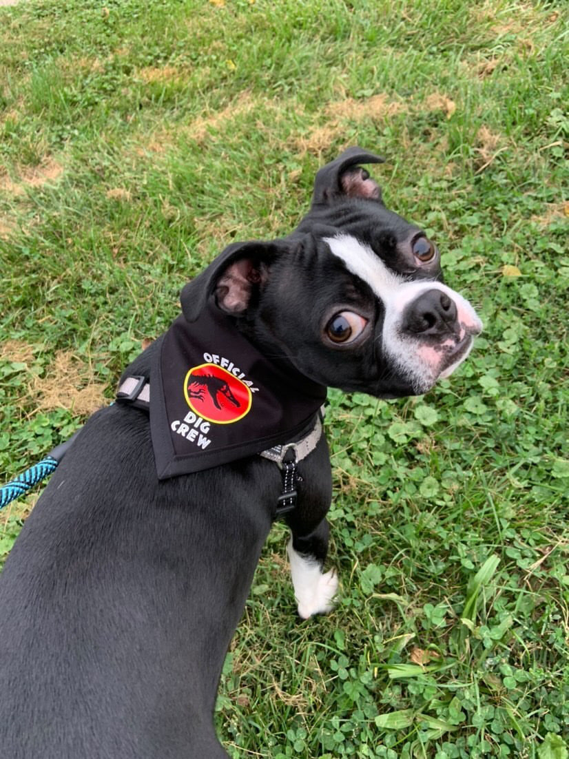 Jurassic Official Dig Crew Pet Bandanna