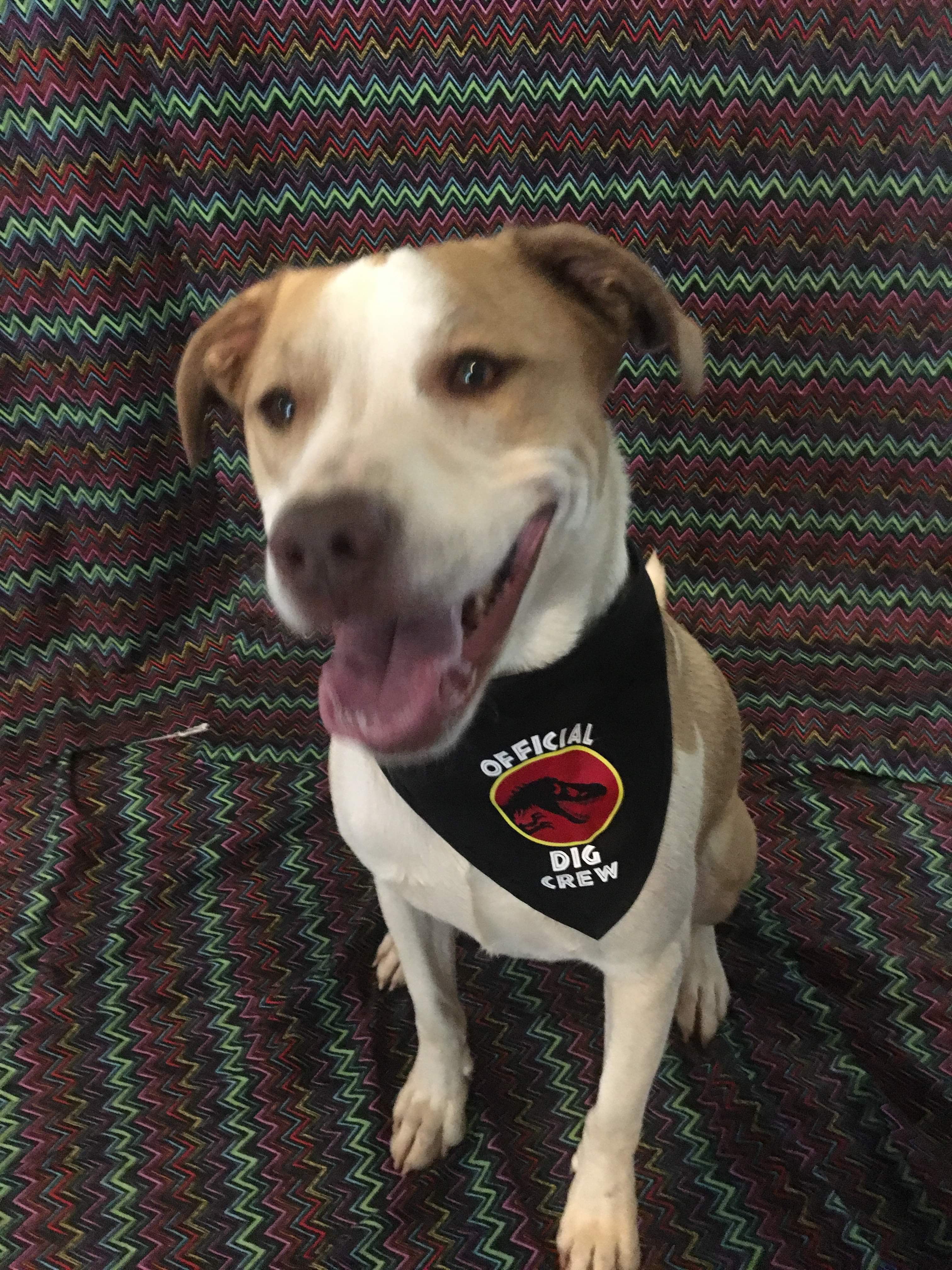 Jurassic Official Dig Crew Pet Bandanna