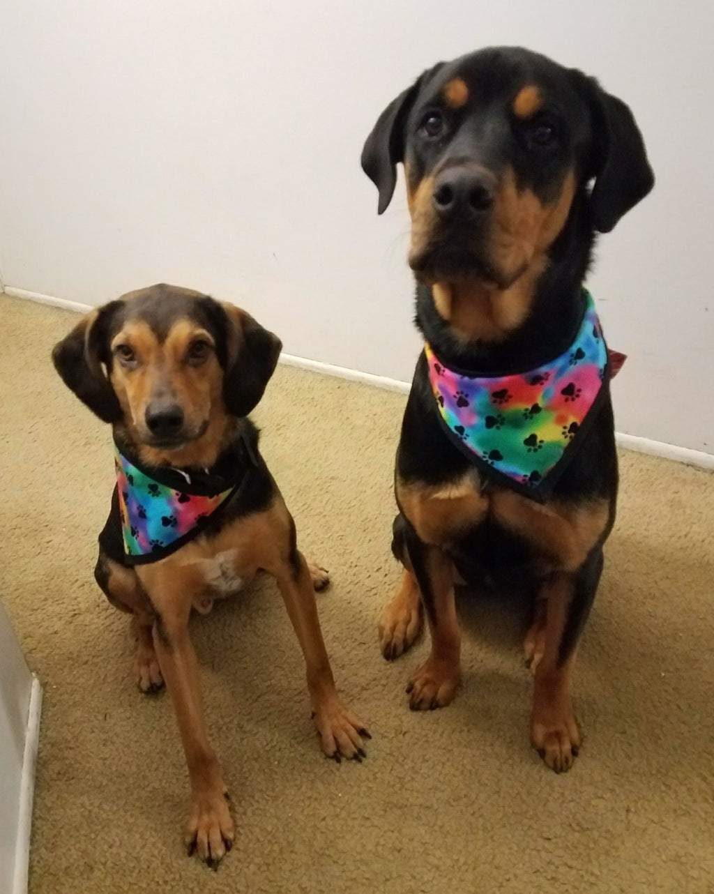 Tie Dye Pet Bandanna
