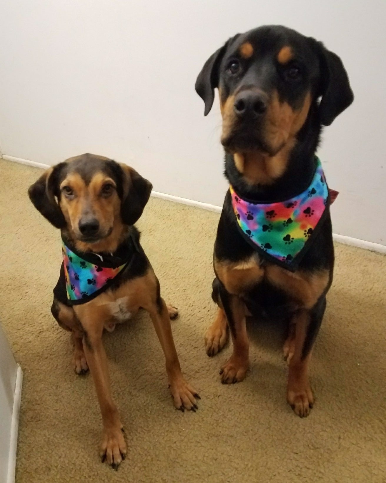 Tie Dye Pet Bandanna