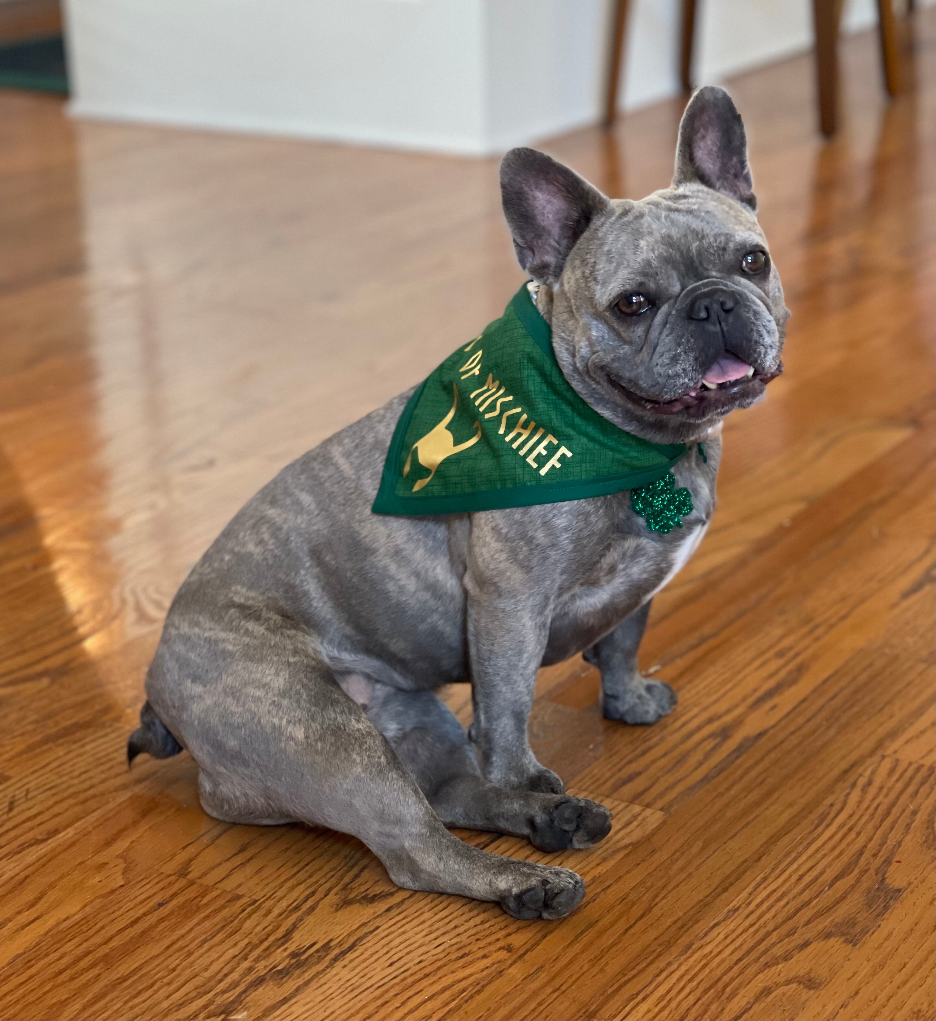 Dog of Mischief