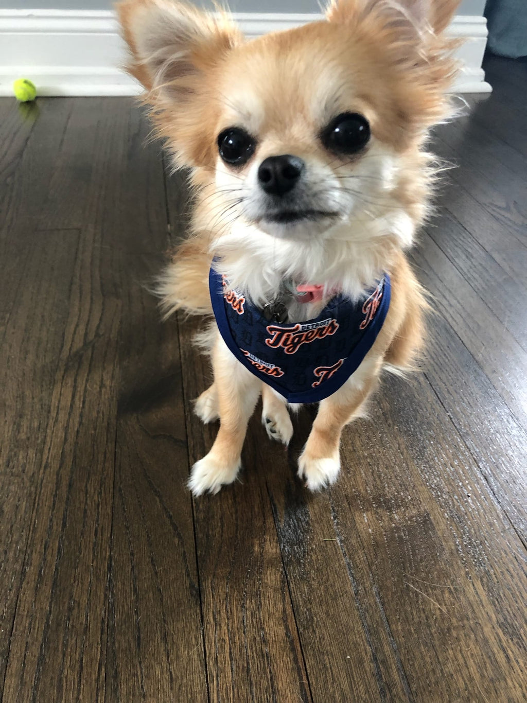 Detroit Tigers Pet Bandanna