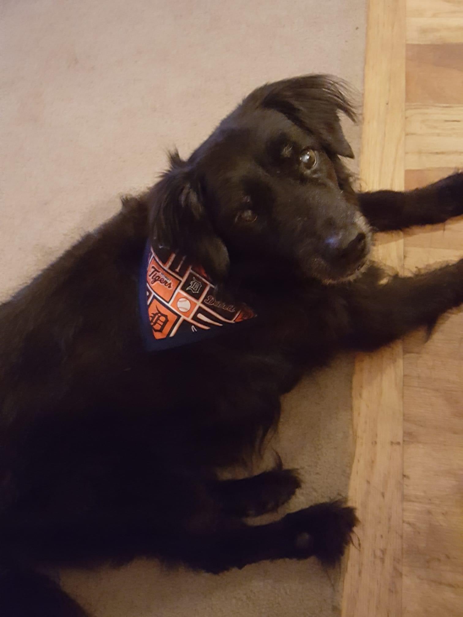 Detroit Tigers Pet Bandanna