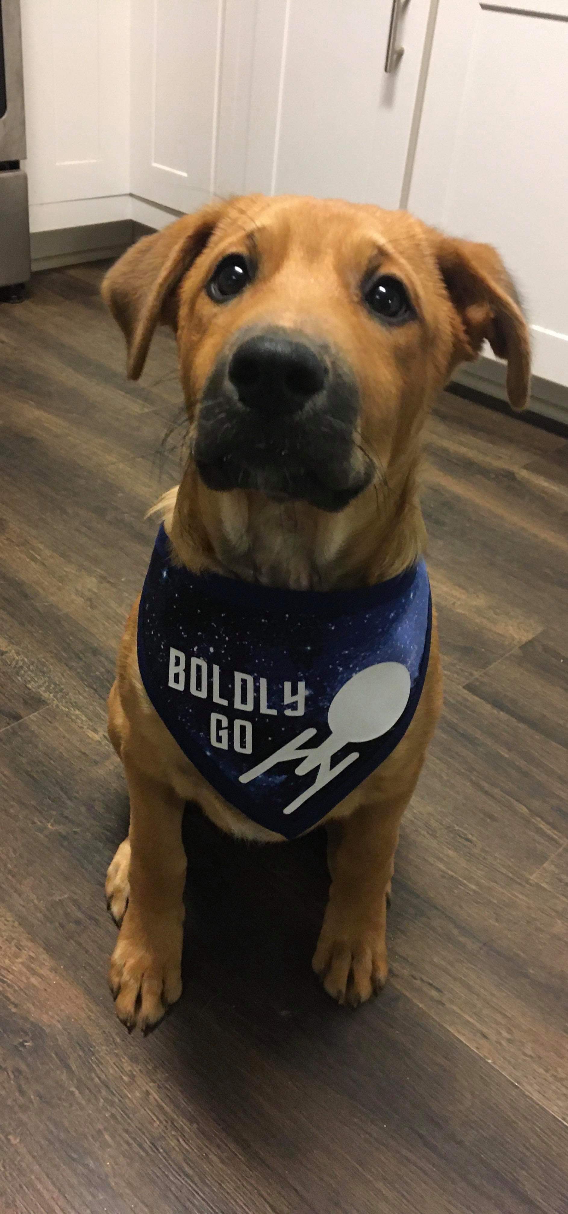 Boldly Go Pet Bandanna