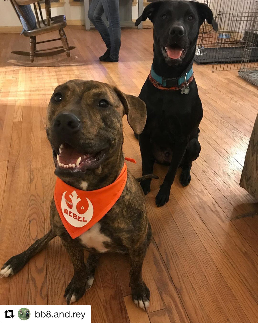 Such A Rebel Pet Bandanna